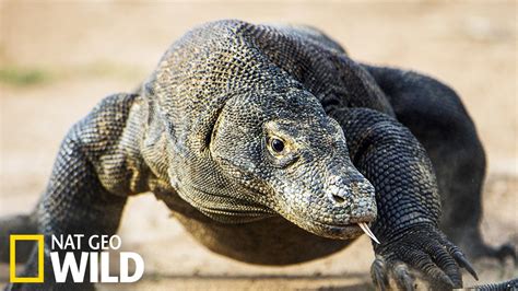 comodo dragon en français.
